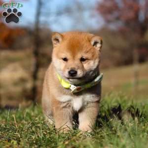 Ollie, Shiba Inu Puppy